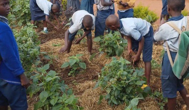 Des élèves travaillent dans le jardin scolaire paillé